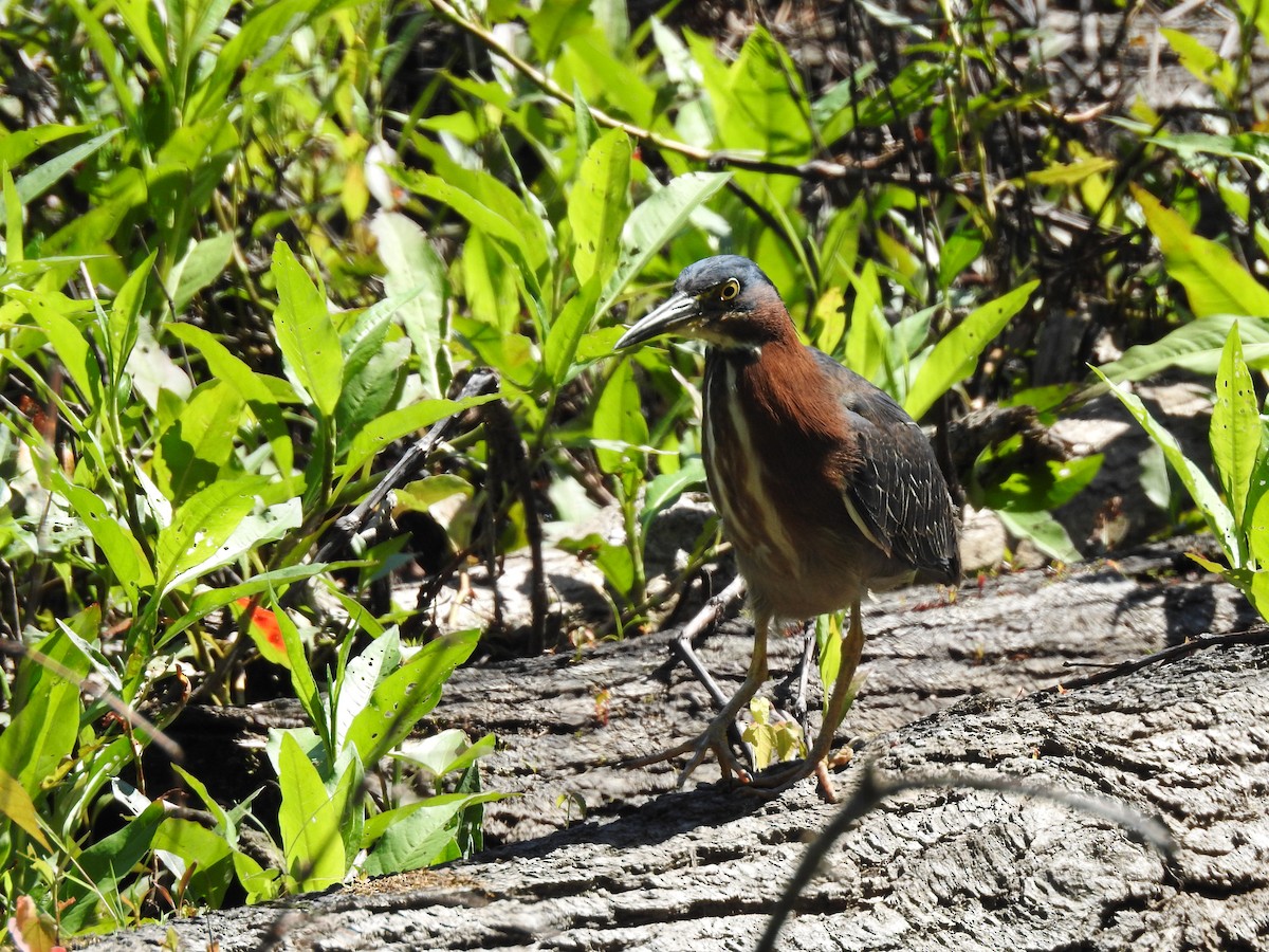 Green Heron - ML243142761