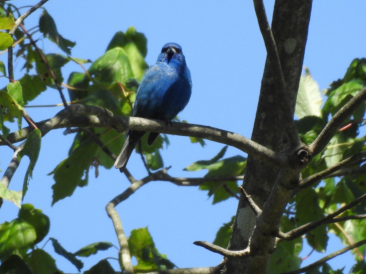 Indigo Bunting - ML243142861