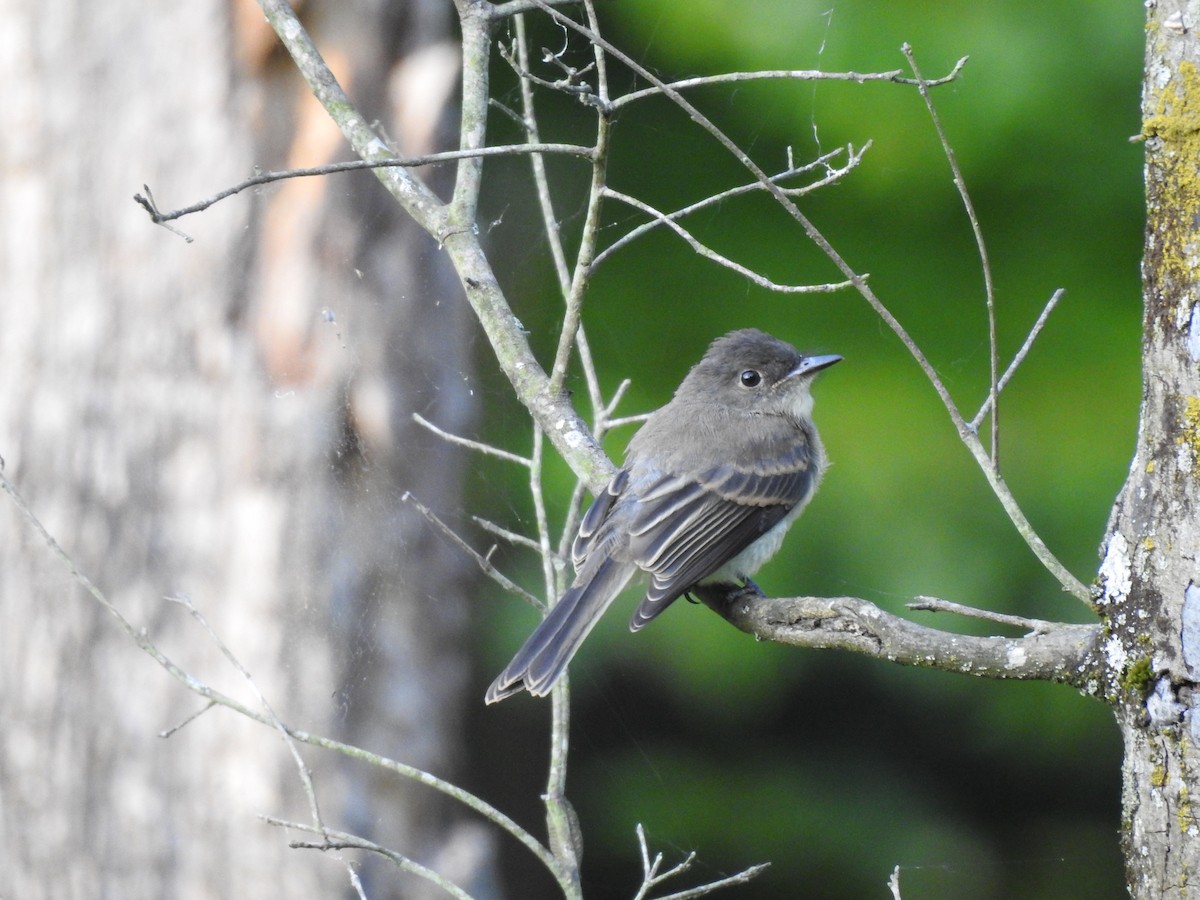 Eastern Phoebe - ML243143521