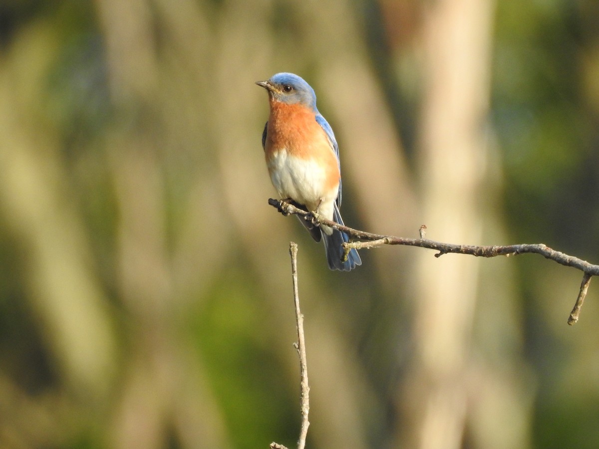 Eastern Bluebird - ML243143711