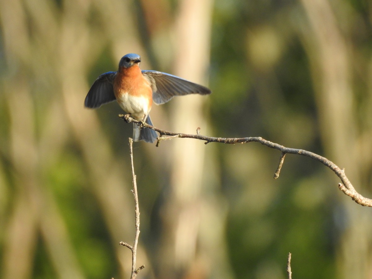 Eastern Bluebird - ML243143721