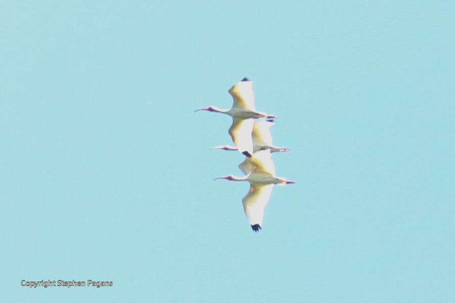 White Ibis - ML243146101