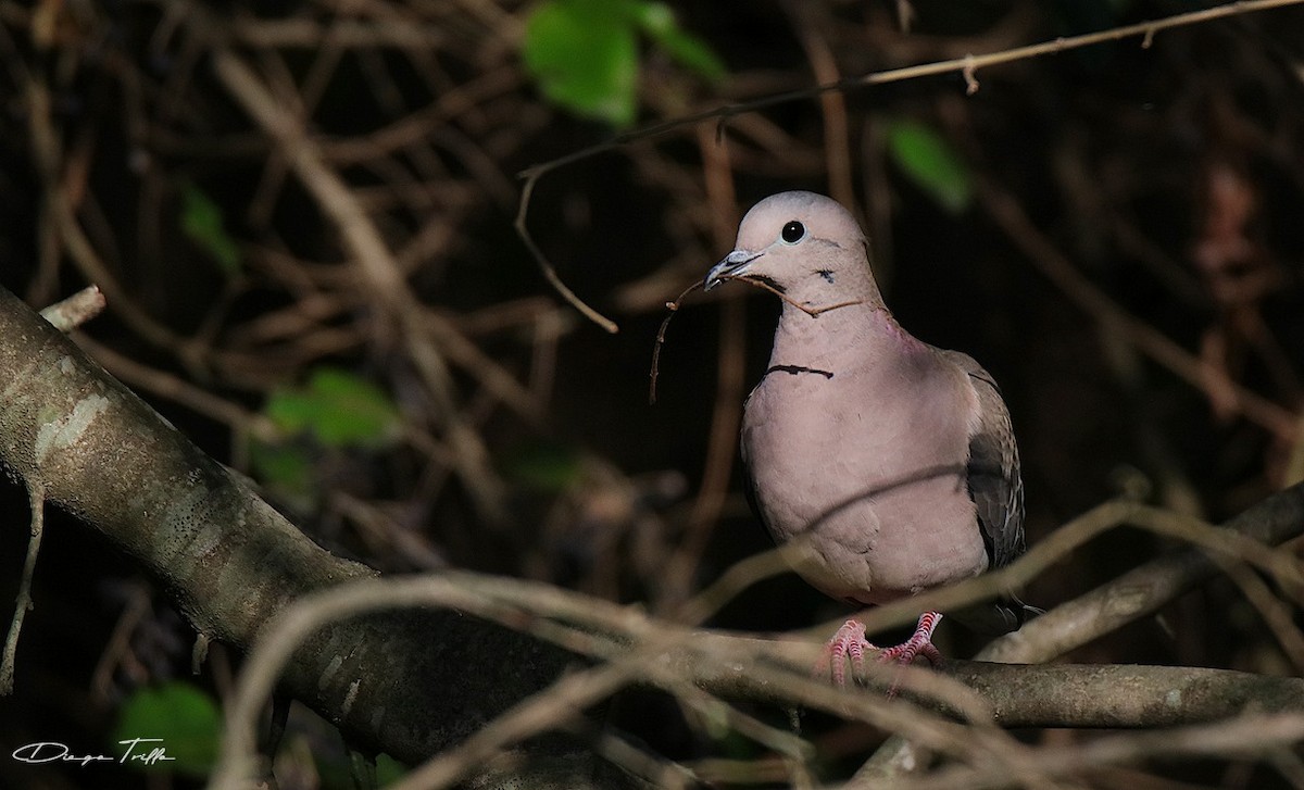 Eared Dove - ML243146631