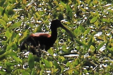 ibis americký - ML243148151