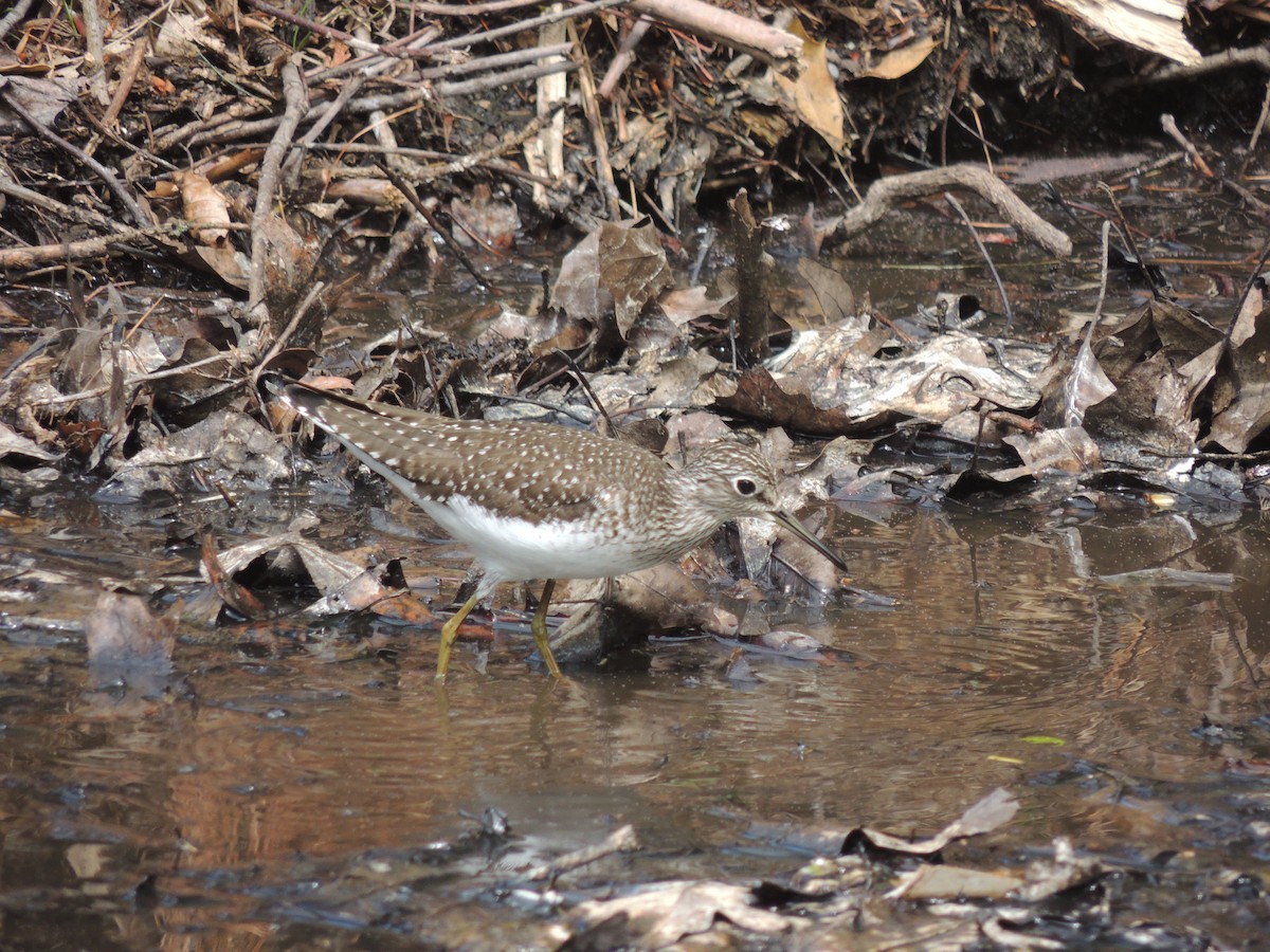 Solitary Sandpiper - ML243148541