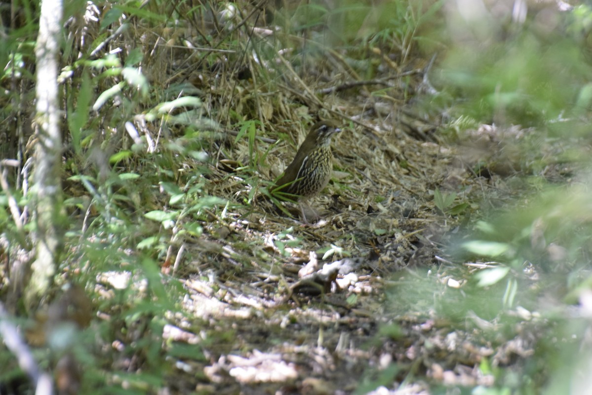 Rufous-tailed Antthrush - Gabriel Caram