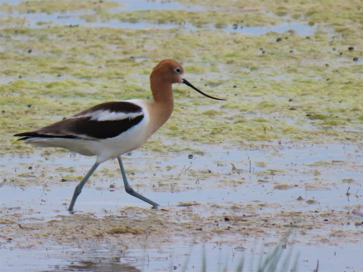 American Avocet - ML243150501