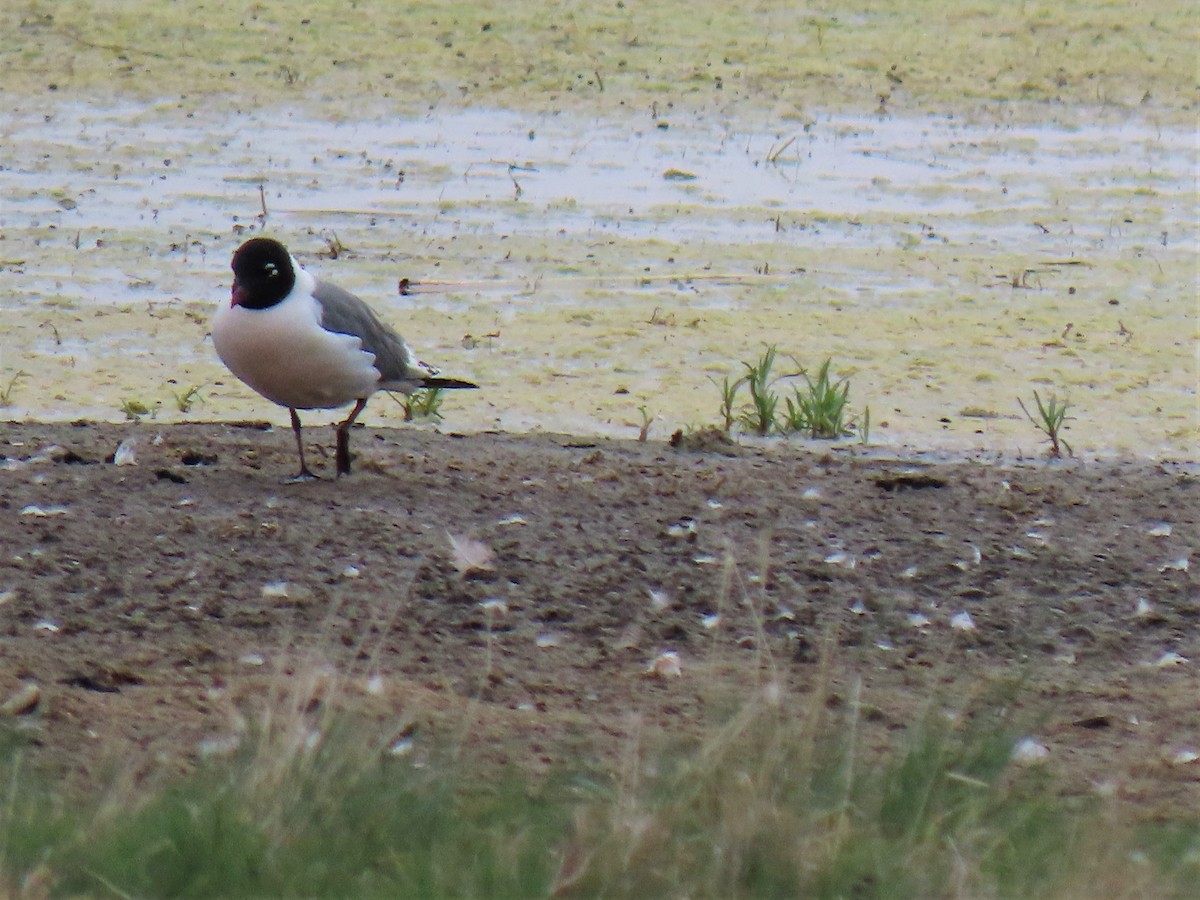 Franklin's Gull - ML243150601