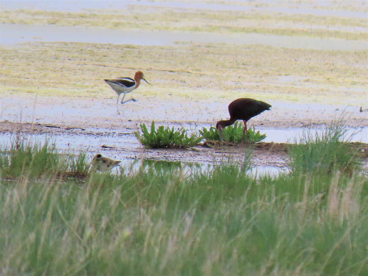 White-faced Ibis - ML243150761