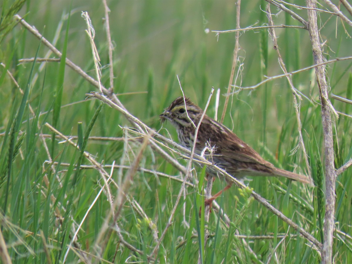 Savannah Sparrow - ML243150811