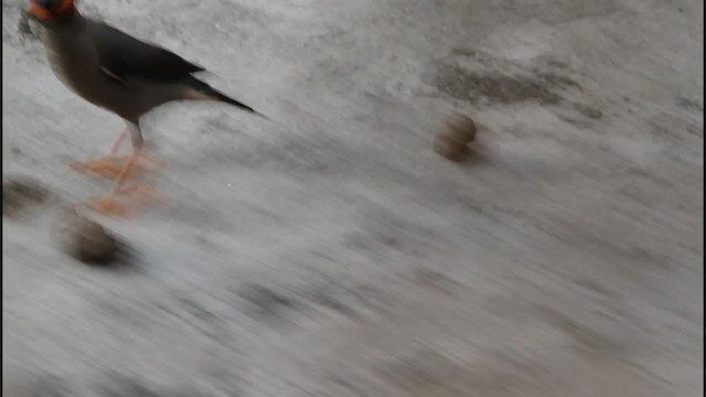 Bank Myna - ML243152101