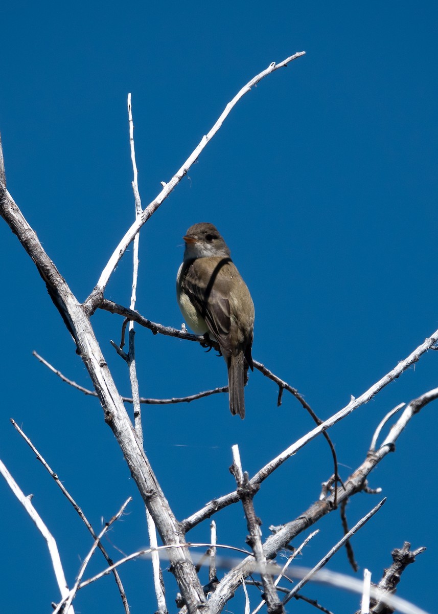 Willow Flycatcher - ML243152951