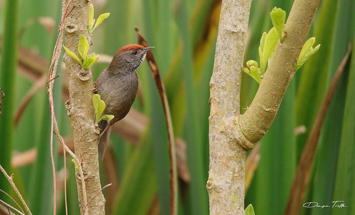 Spix's Spinetail - Diego Trillo