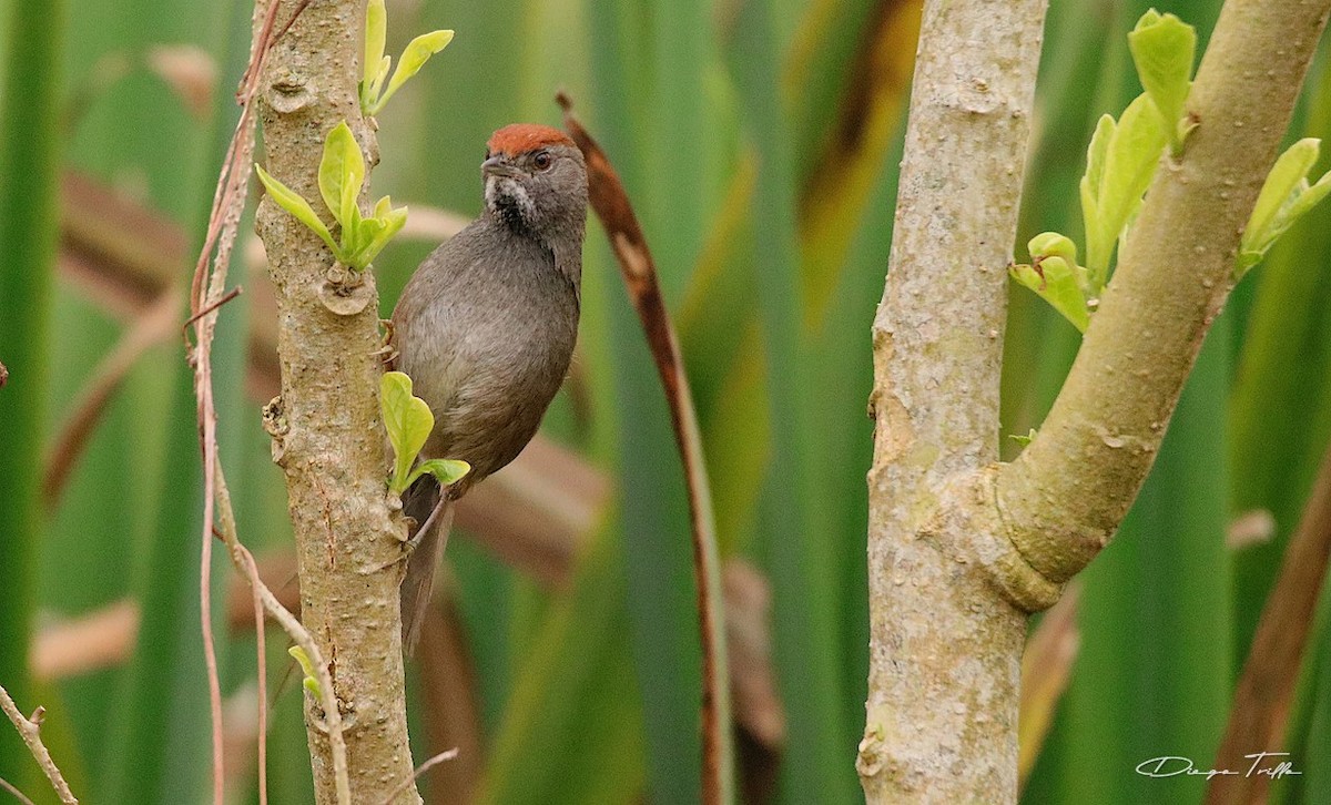 Spix's Spinetail - Diego Trillo