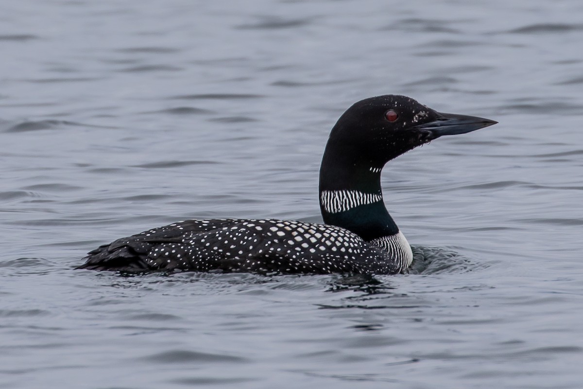 Common Loon - Denise Turley