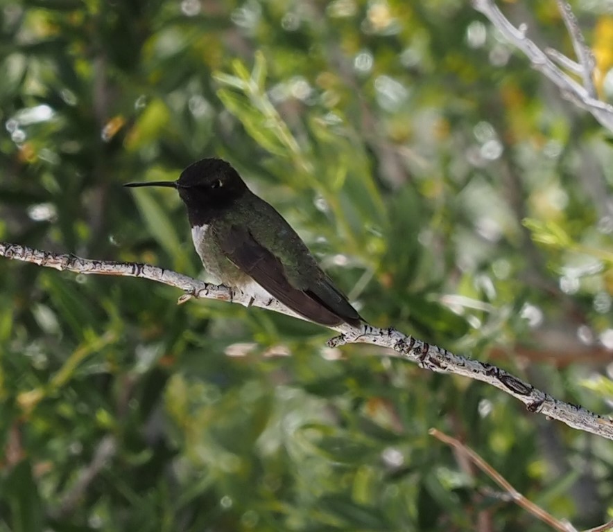 Black-chinned Hummingbird - ML243154061