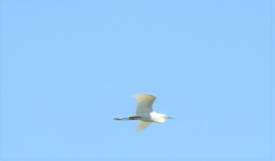 Snowy Egret - Vincent Glasser