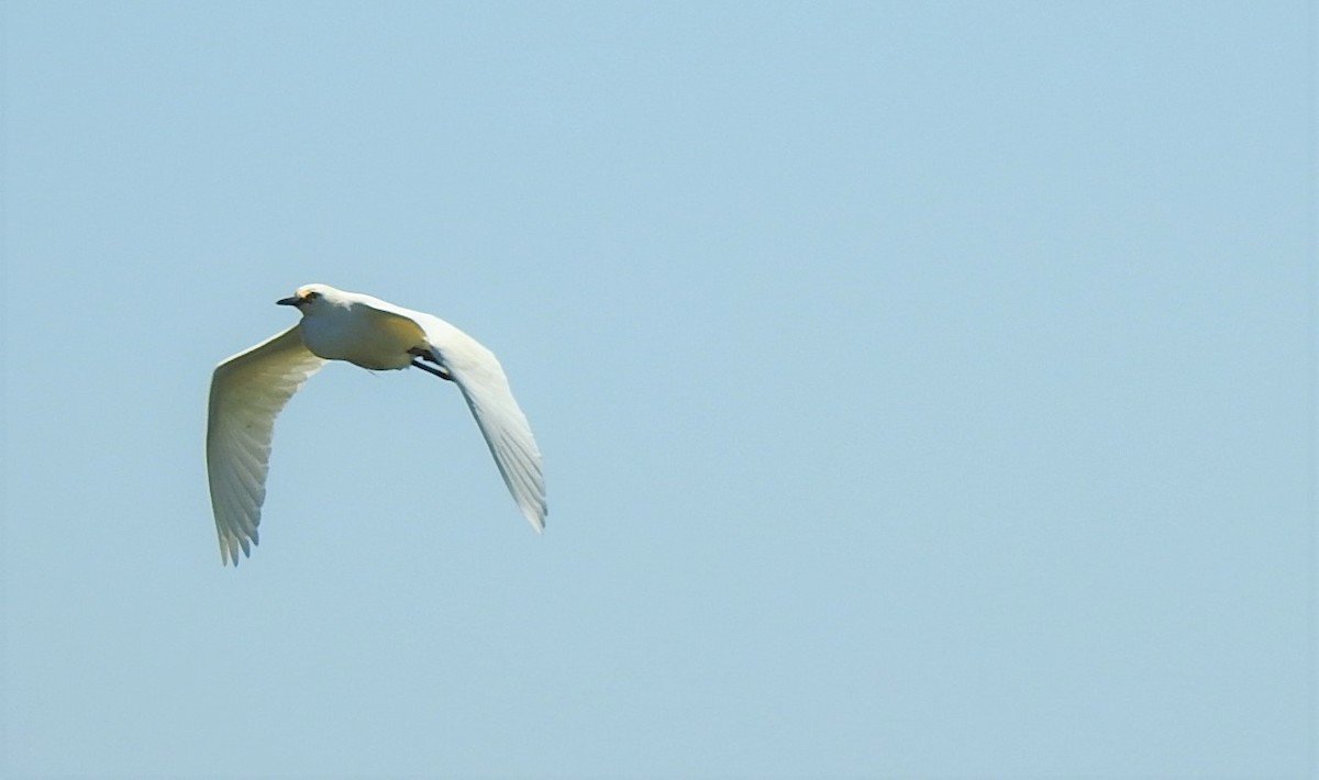 Snowy Egret - Vincent Glasser