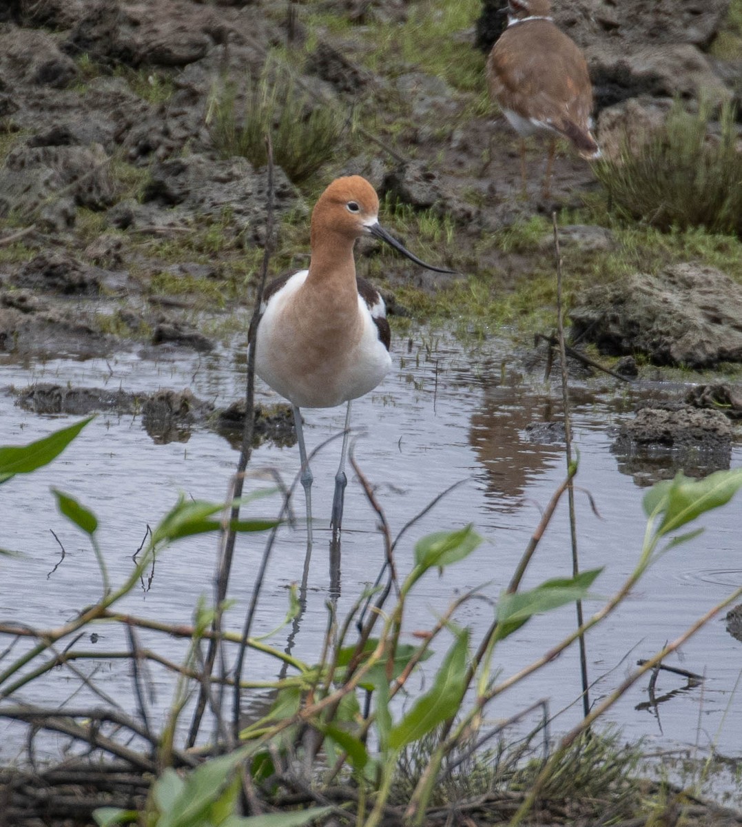 Avoceta Americana - ML243157081