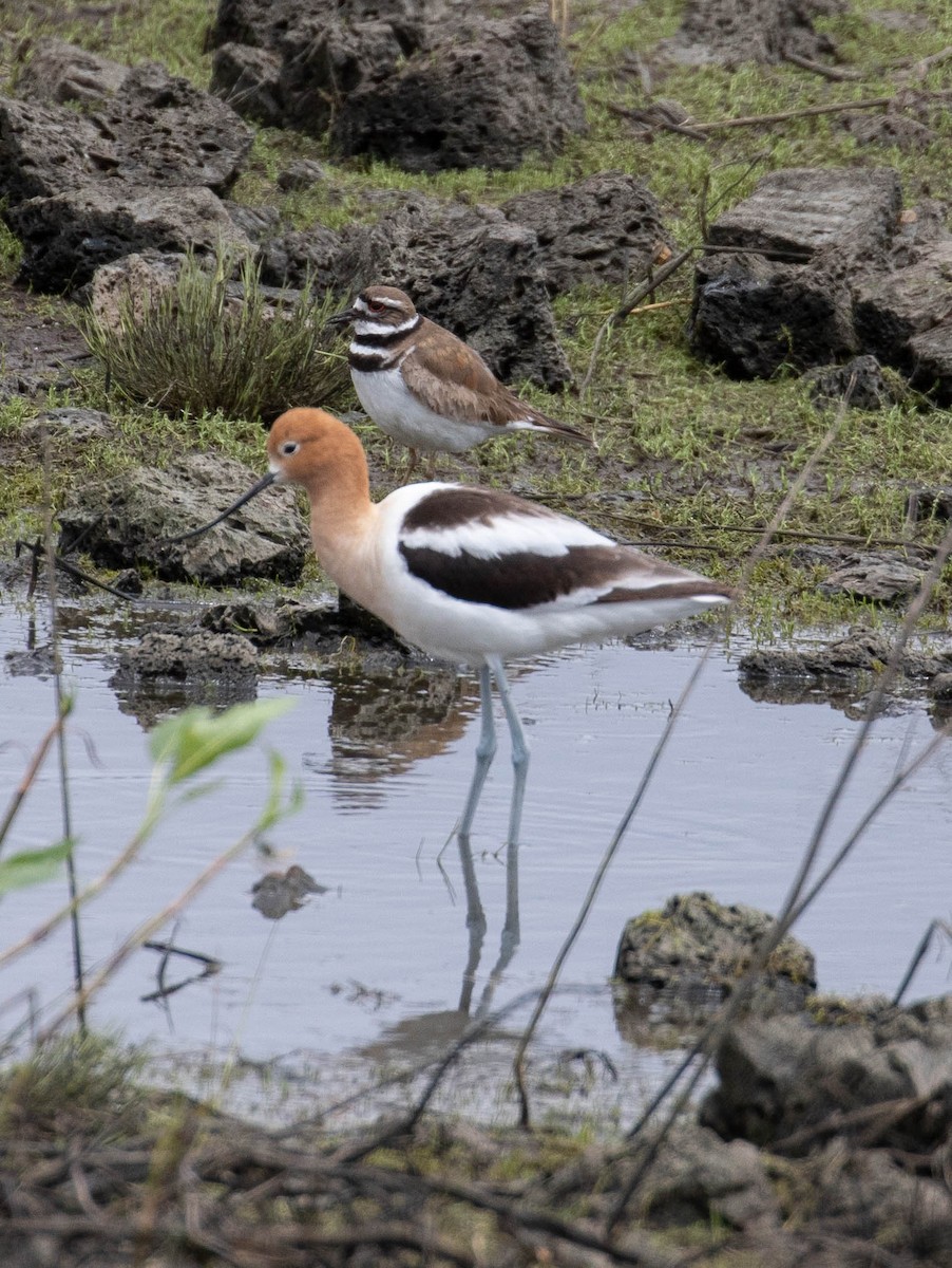 Avoceta Americana - ML243157091