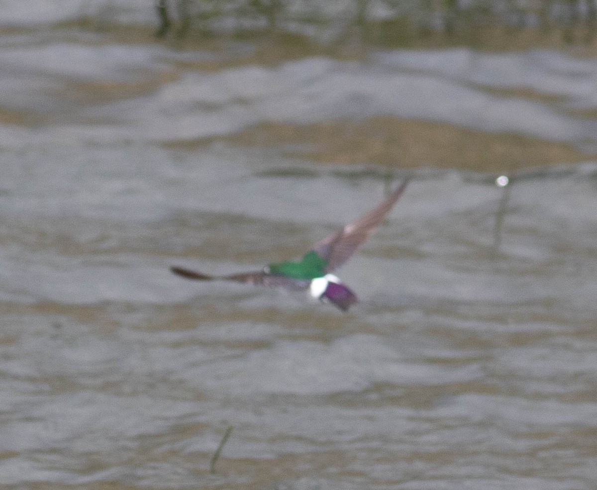 Violet-green Swallow - Kirk Gardner