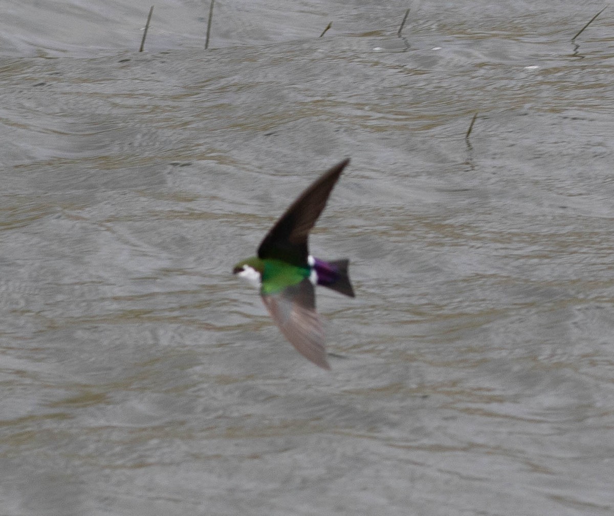 Violet-green Swallow - Kirk Gardner