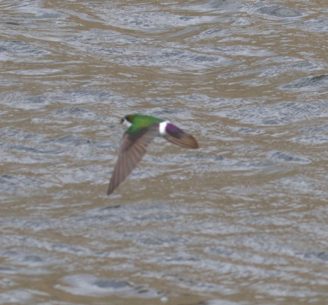 Violet-green Swallow - Kirk Gardner