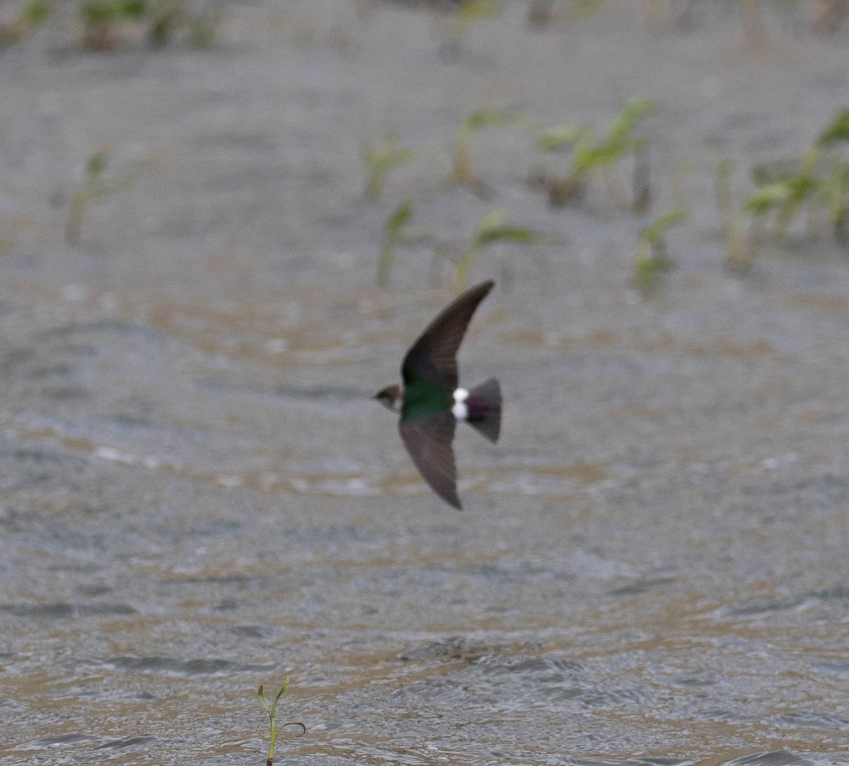 Violet-green Swallow - Kirk Gardner