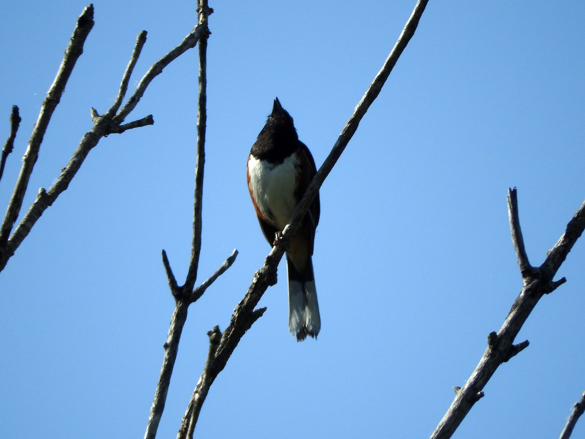 ワキアカトウヒチョウ - ML243158141