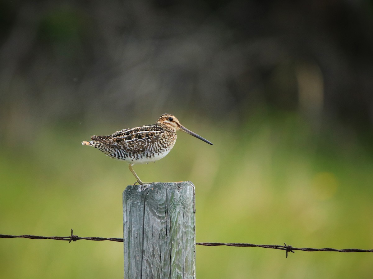 Wilson's Snipe - ML243159181