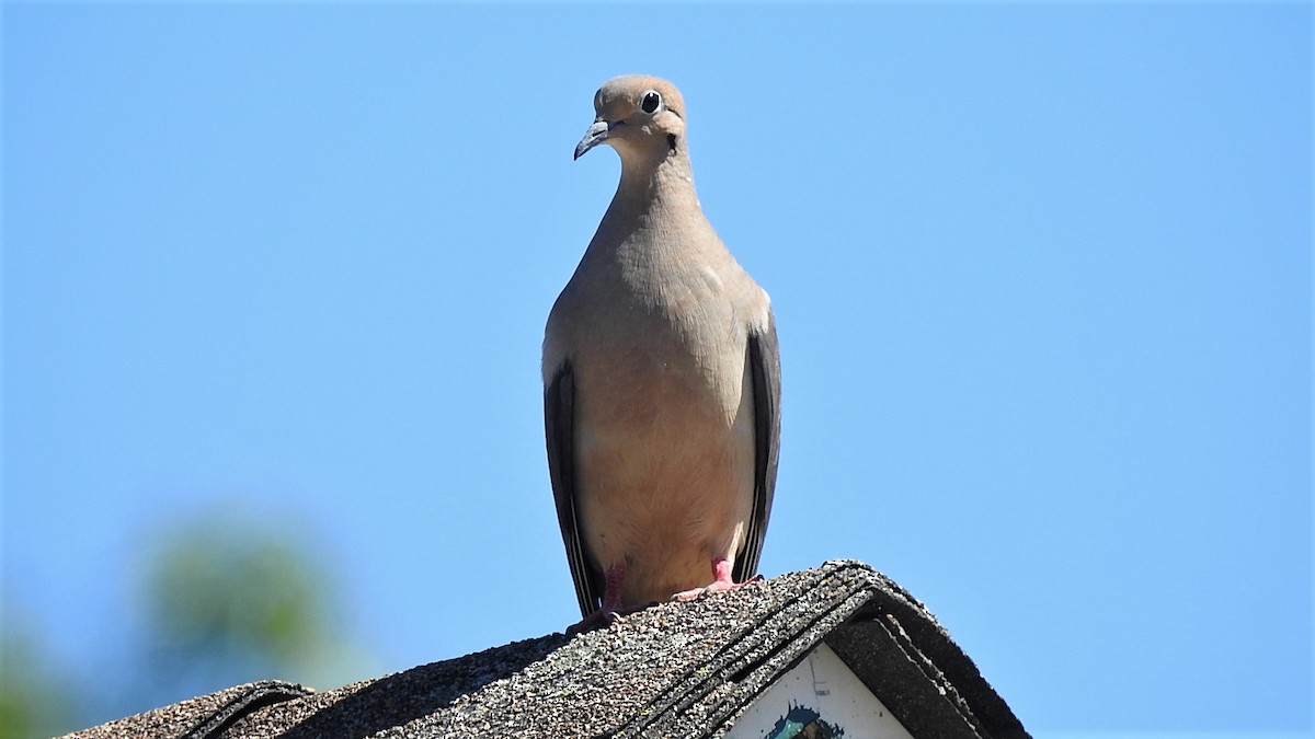 Mourning Dove - ML243159351