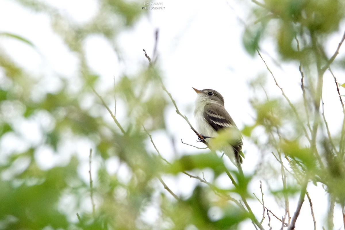 Alder Flycatcher - ML243160051