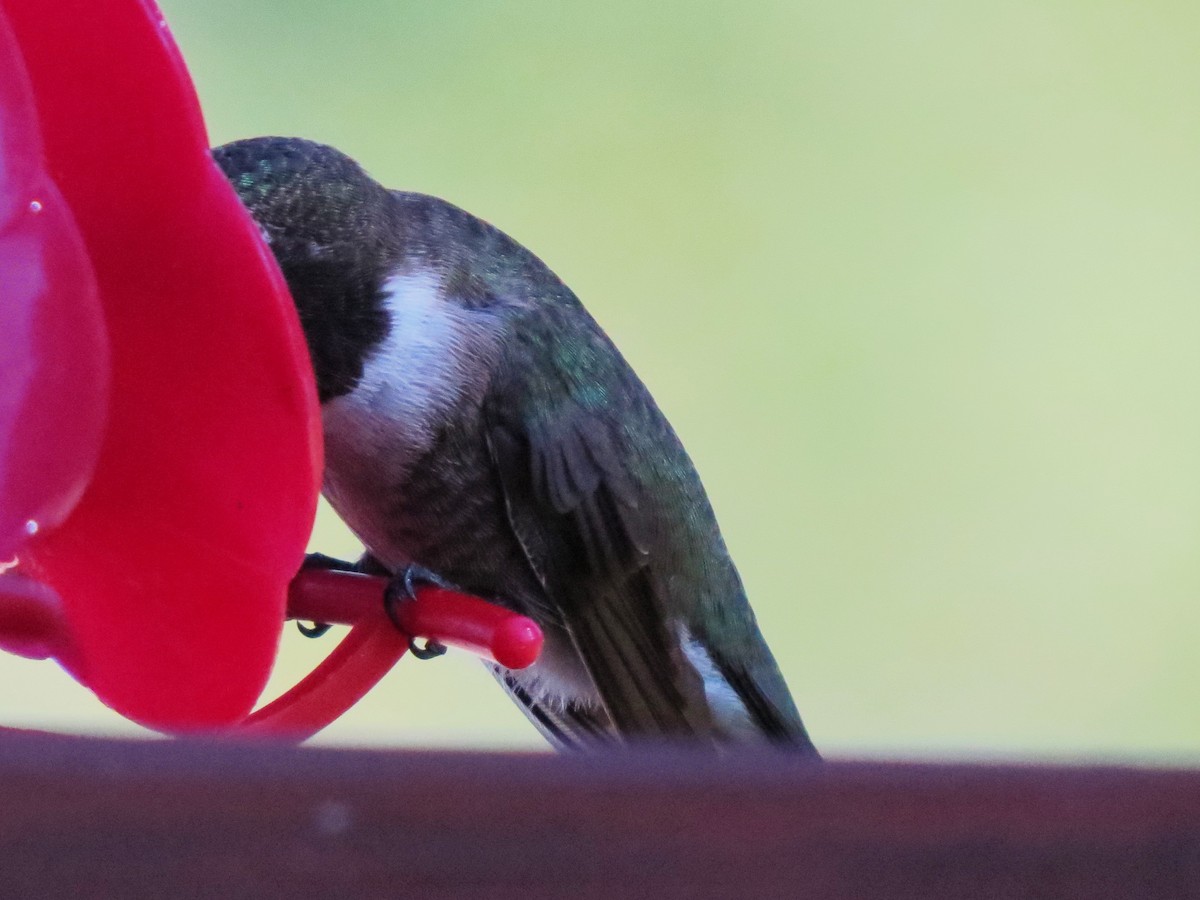 Black-chinned Hummingbird - ML24316031