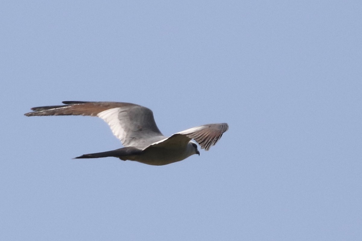 Mississippi Kite - ML243160351