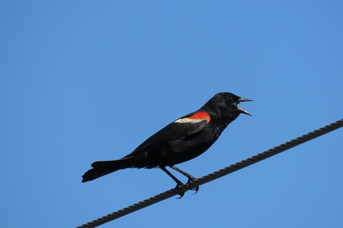 Red-winged Blackbird - ML243160561