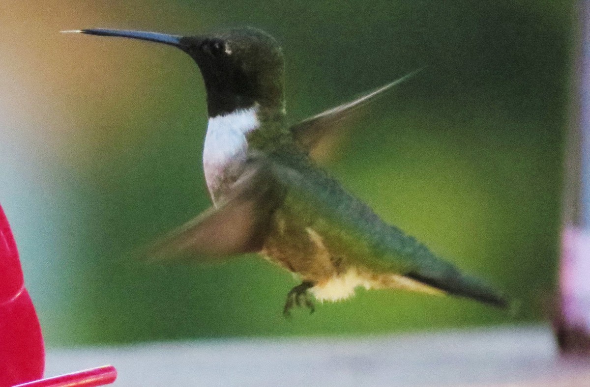 Black-chinned Hummingbird - ML24316061