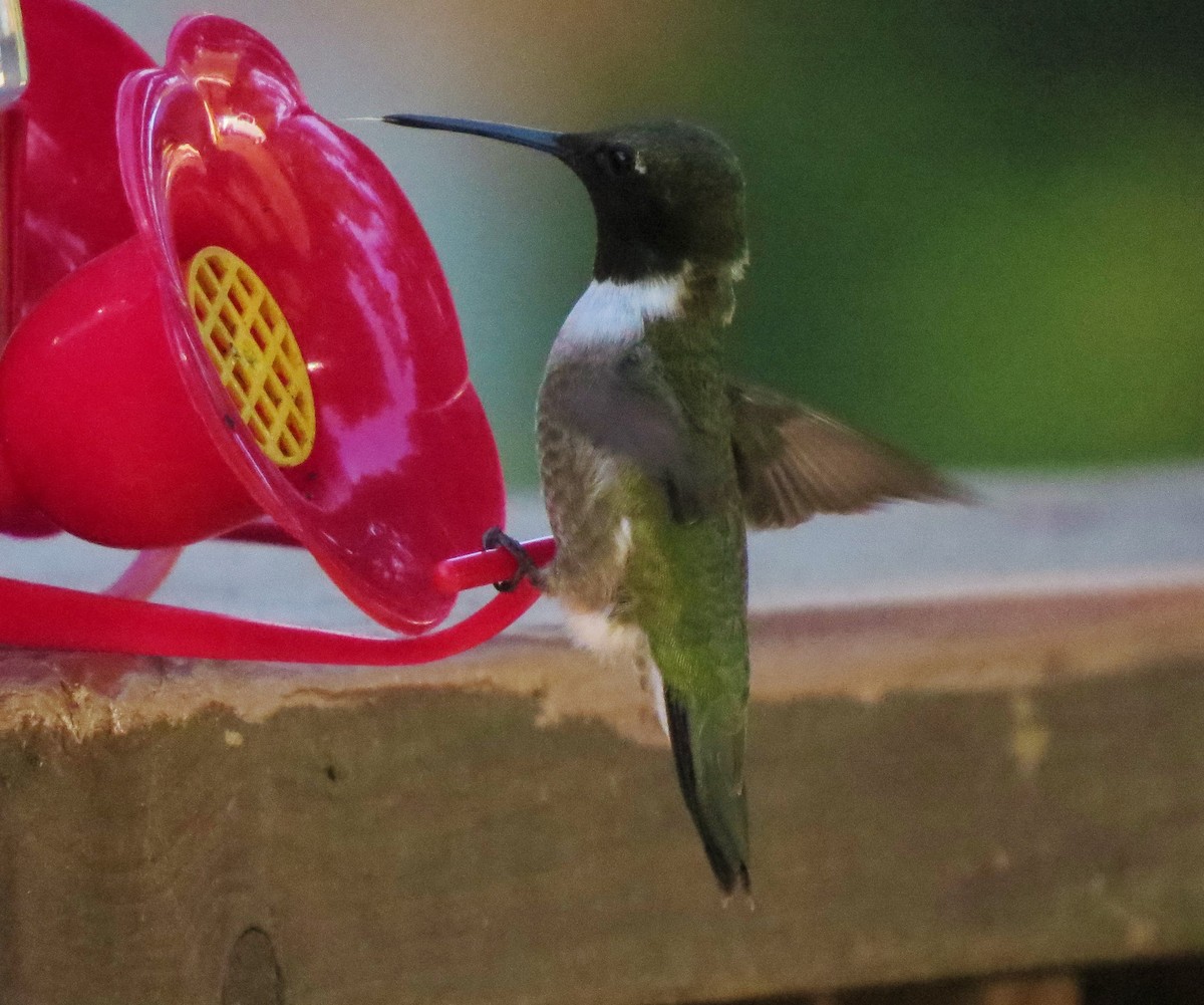 Black-chinned Hummingbird - ML24316111