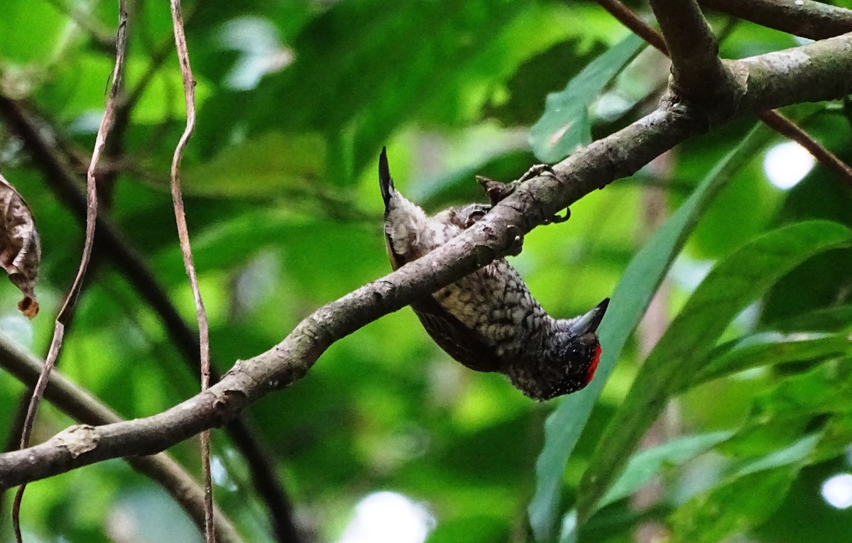 Arrowhead Piculet - Rynhard Kok