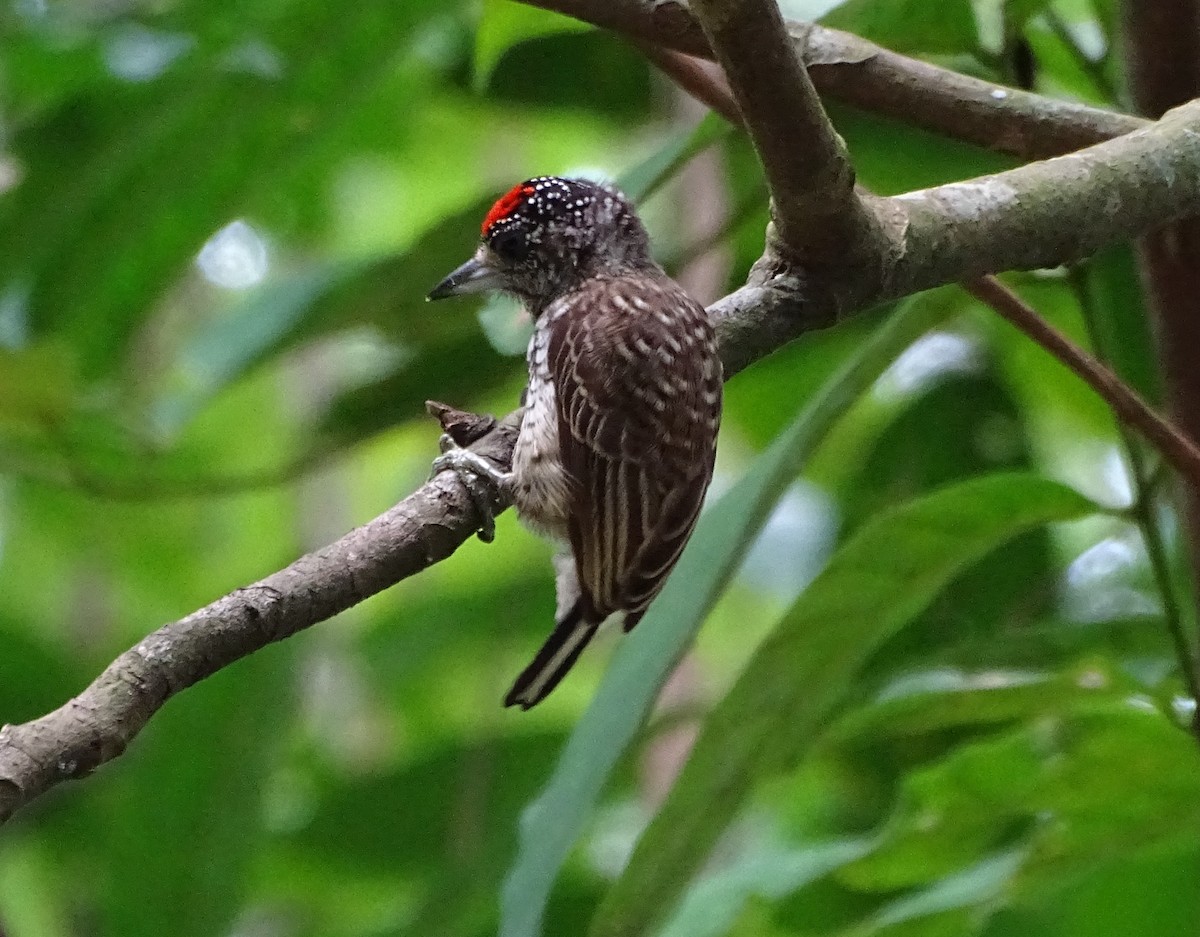 Arrowhead Piculet - ML243163121