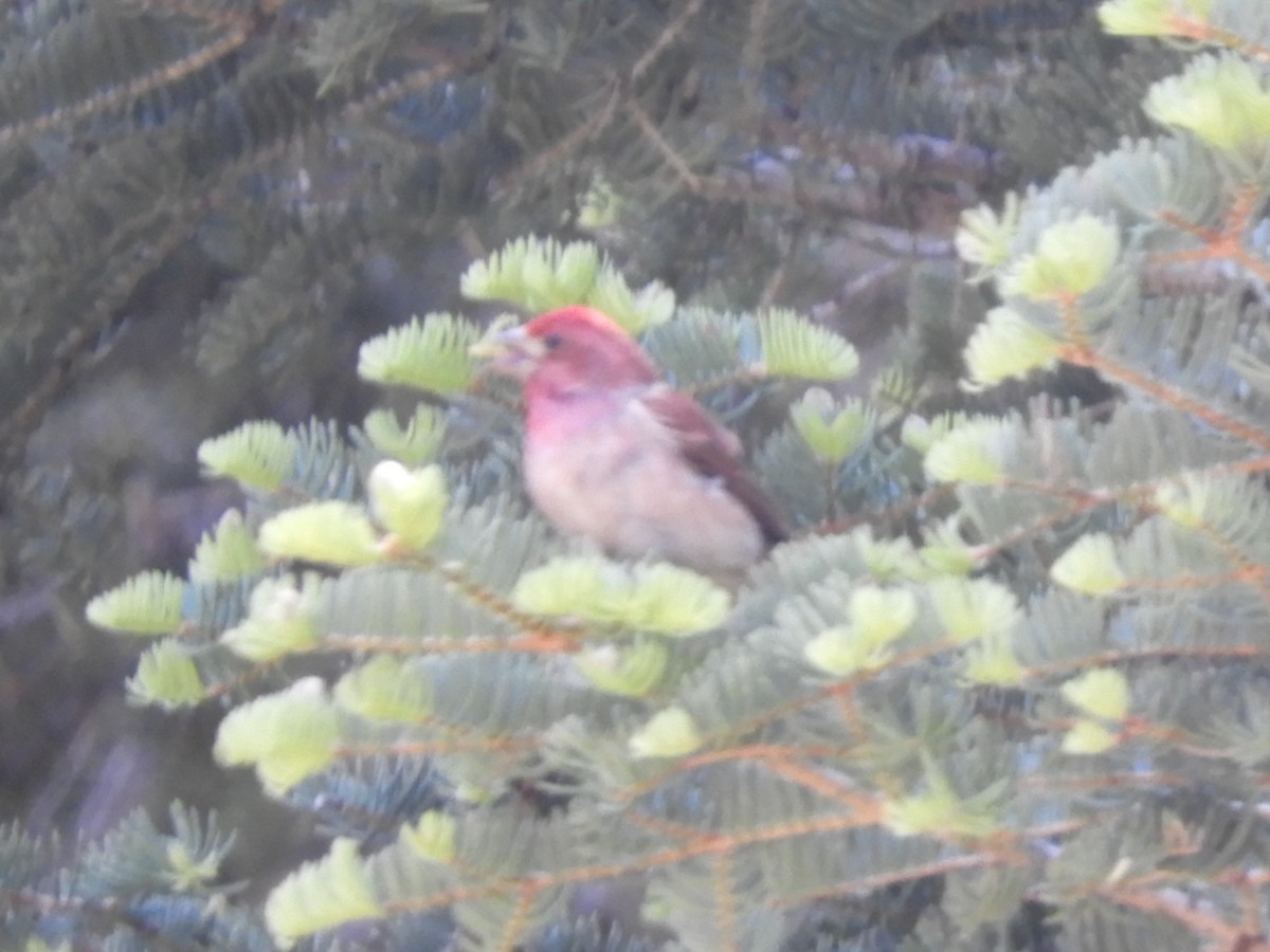 Purple Finch - ML243164051
