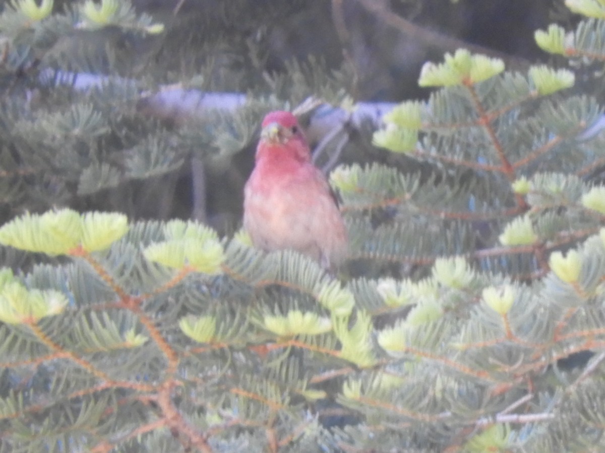 Purple Finch - ML243164081