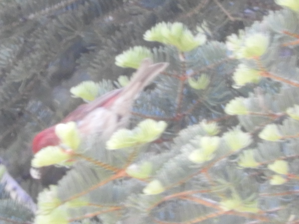 Purple Finch - ML243164091