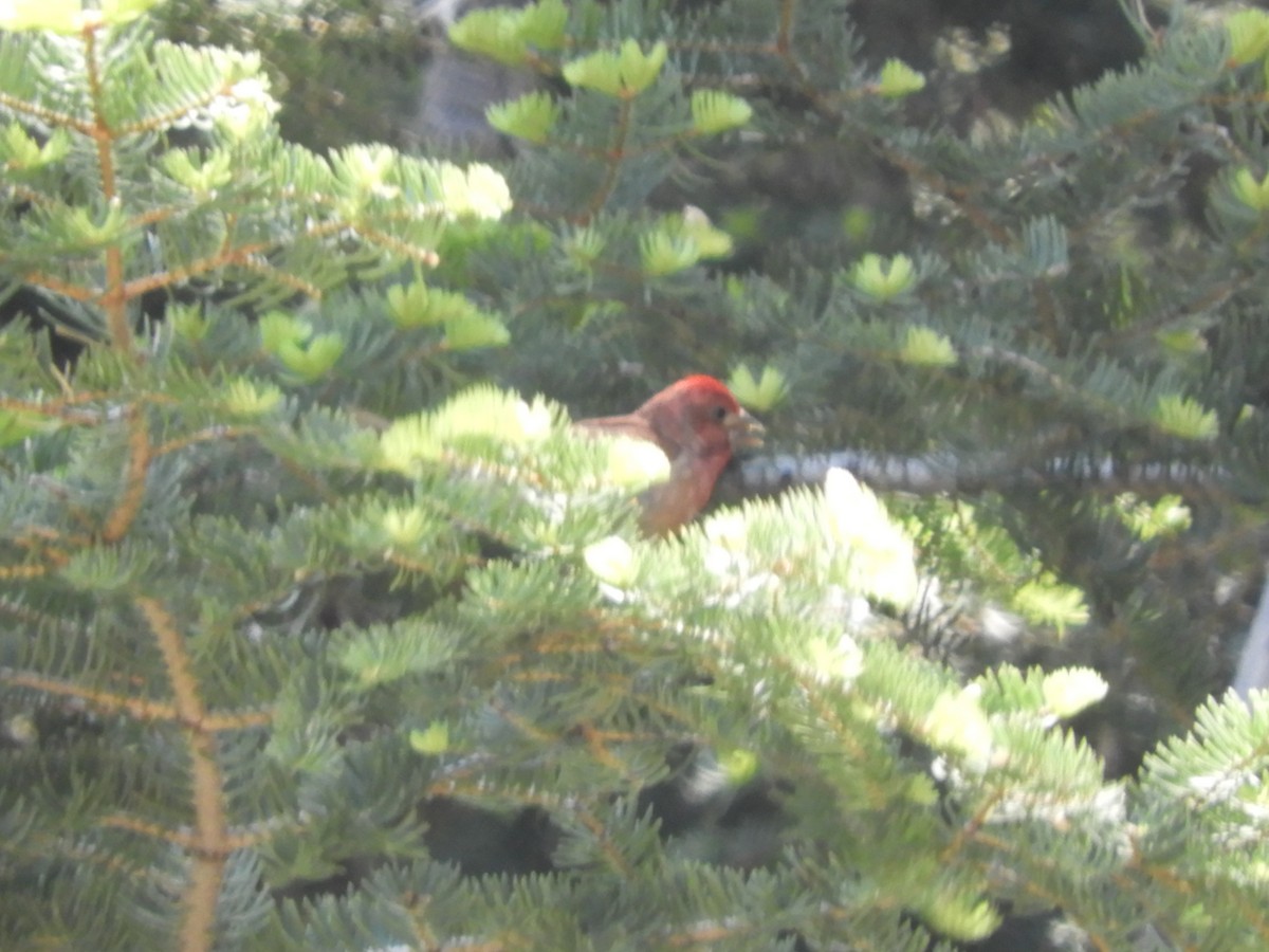 Purple Finch - ML243164101