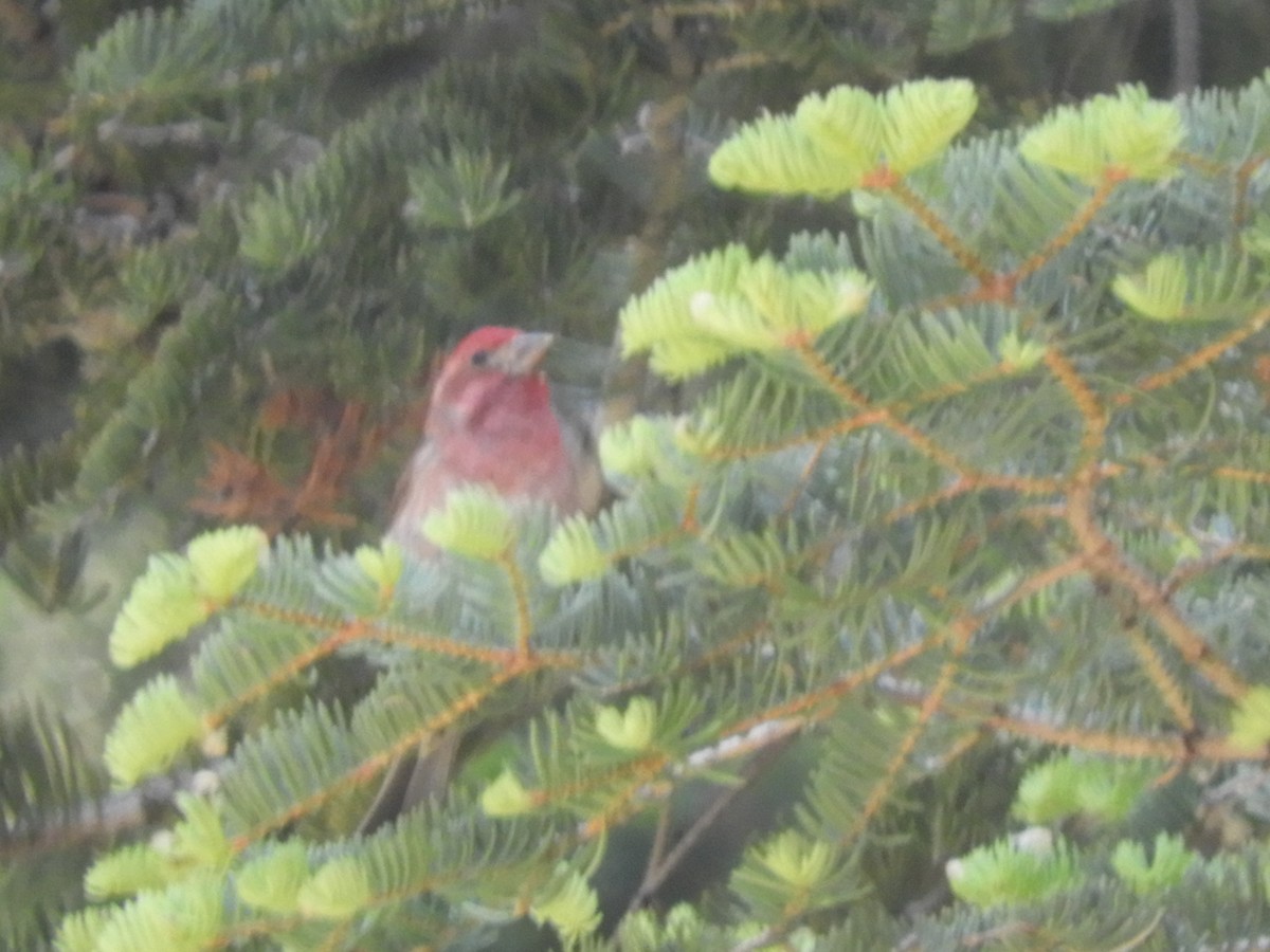 Purple Finch - ML243164111