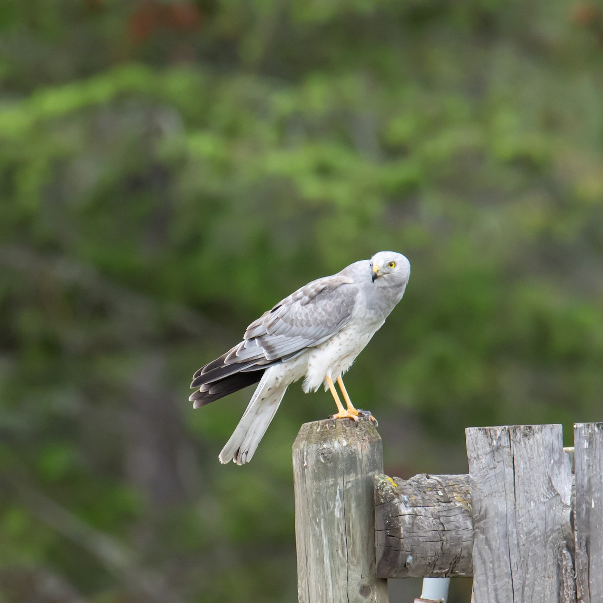 Northern Harrier - ML243165631