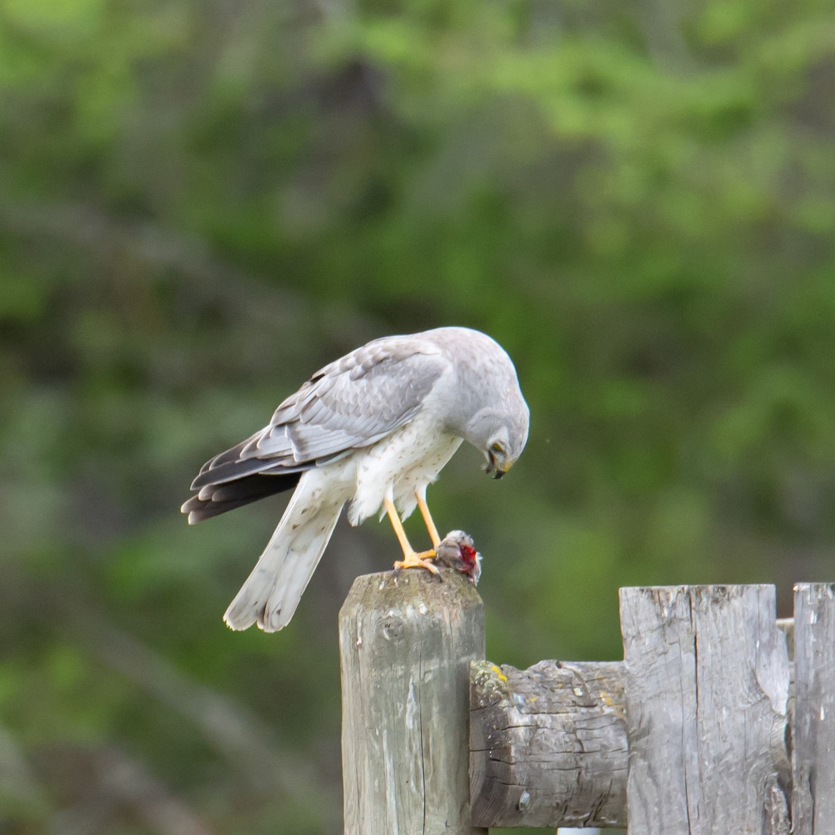 Northern Harrier - ML243165641