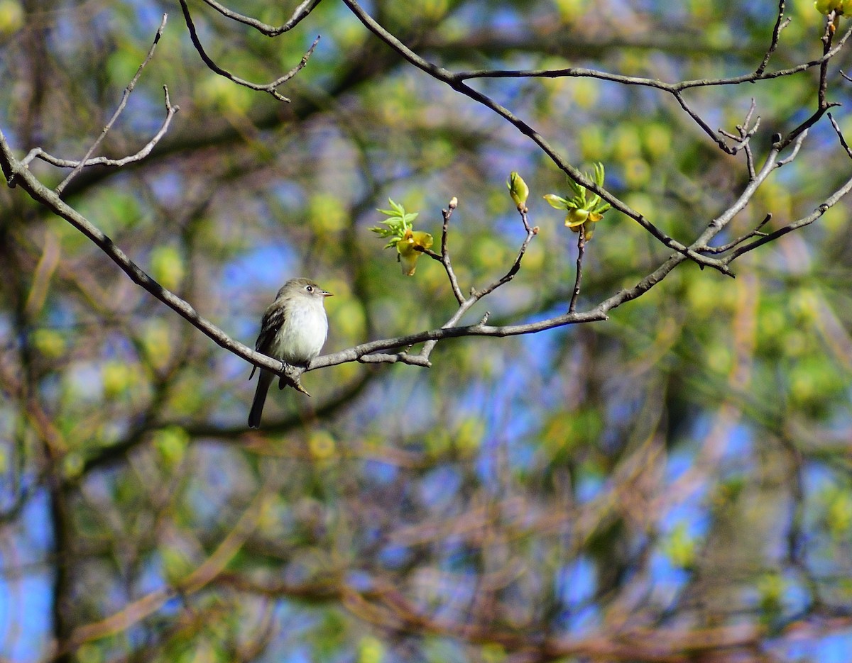 Least Flycatcher - ML243165761