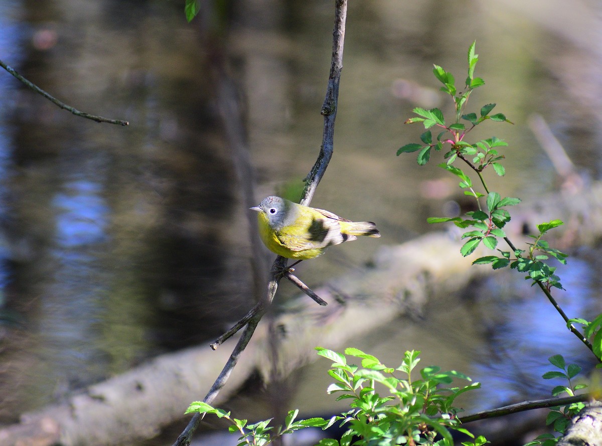 Nashville Warbler - Matt Hall