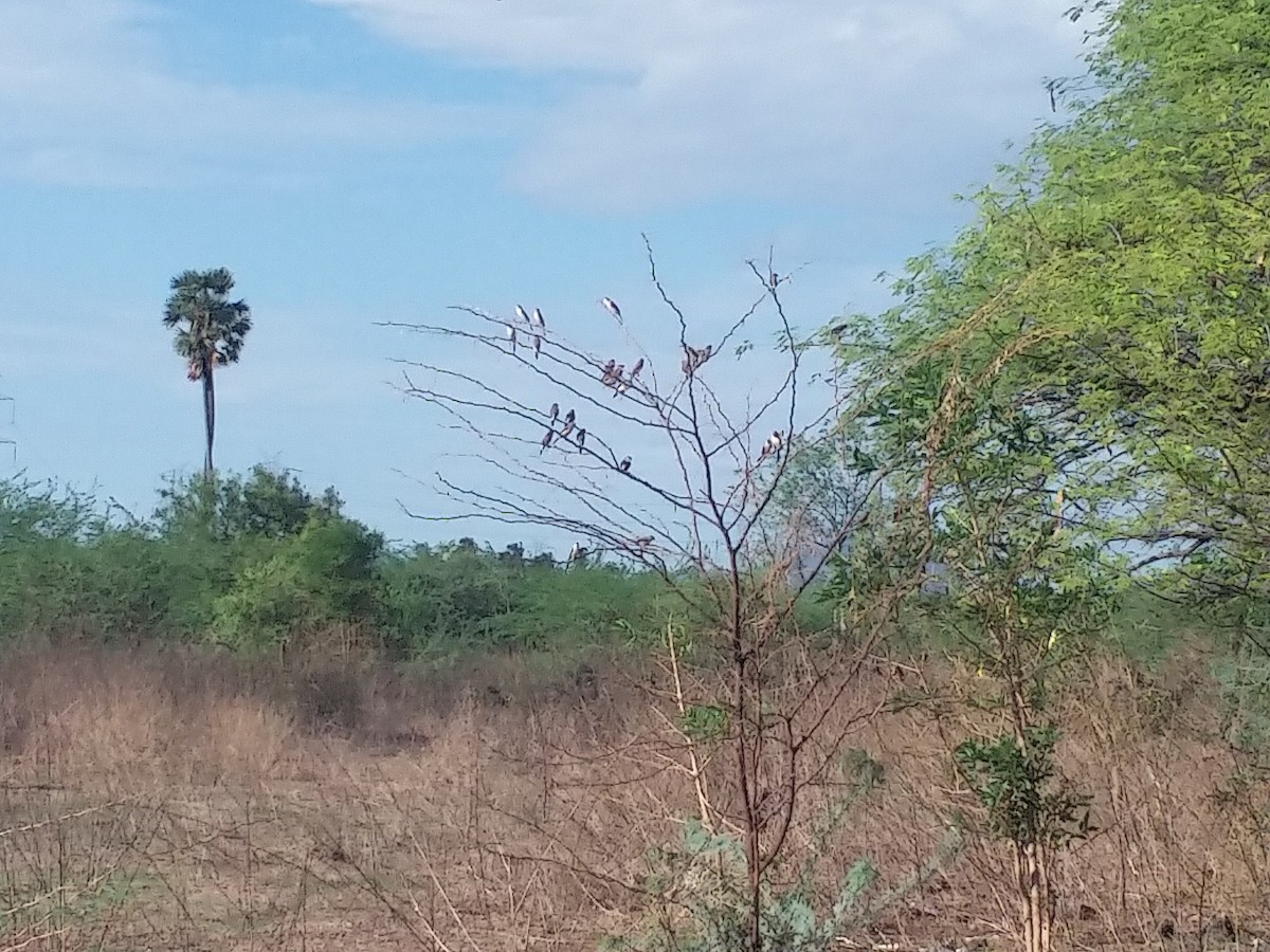 Indian Silverbill - ML243166771