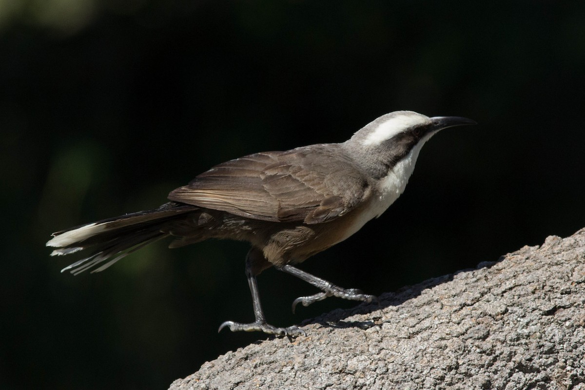 Gray-crowned Babbler - ML243167411